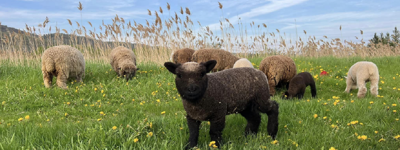 Southdown Babydoll sheep - wool pellets