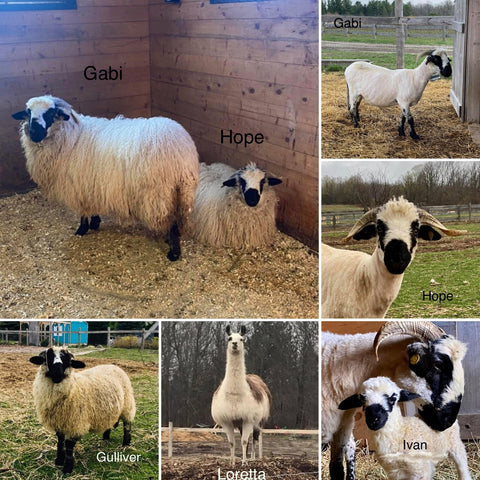 New animals Fermes Leystone, Leystone Farms, Valais Blacknose, Pontiac Quebec, Luskville