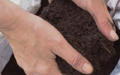 Wool Pellets in Your Garden