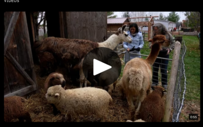 Featured on CBC – Wool Pellets